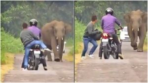 Elephant video viral : जंगलातल्या रस्त्यानं जात असताना अचानक समोर आला महाकाय हत्ती आणि...