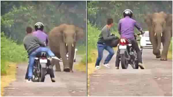 Elephant video viral : जंगलातल्या रस्त्यानं जात असताना अचानक समोर आला महाकाय हत्ती आणि...