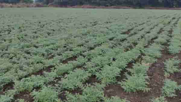 Rabi Season: हरभऱ्याचे क्षेत्र वाढले-उत्पादन घटले, अंतिम टप्प्यात नेमके काय झाले ?