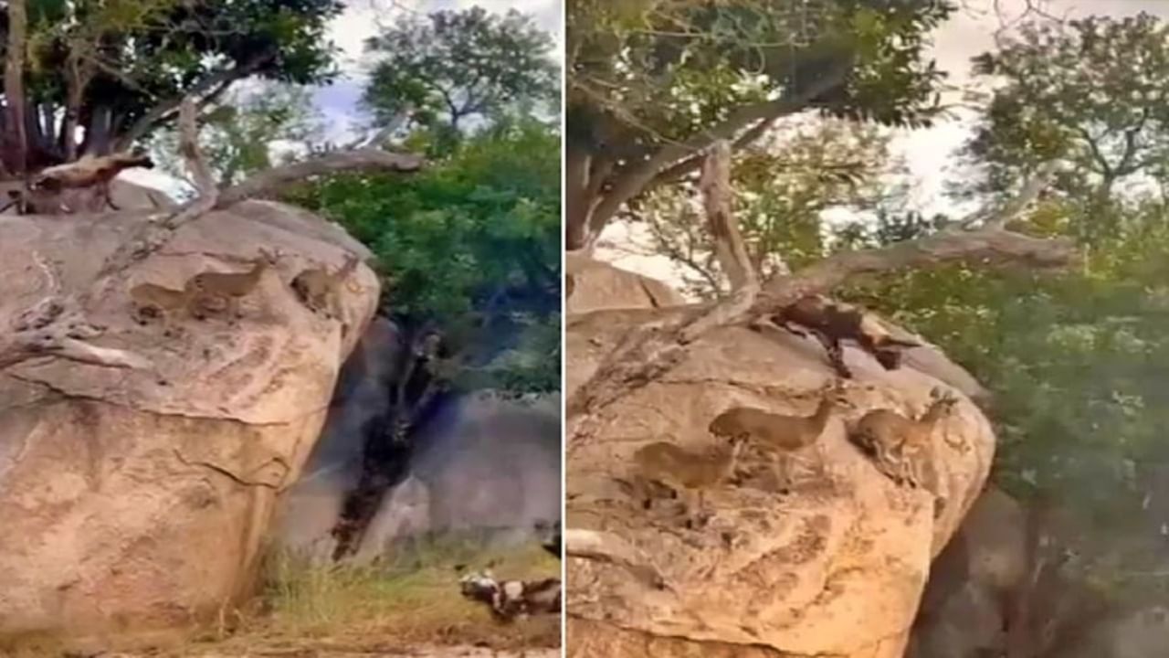 Deer video viral : जीव वाचवण्यासाठी हरिणांनी लढवली अनोखी शक्कल, रिकाम्या पोटी जंगली कुत्र्यांना फिरावं लागलं परत!