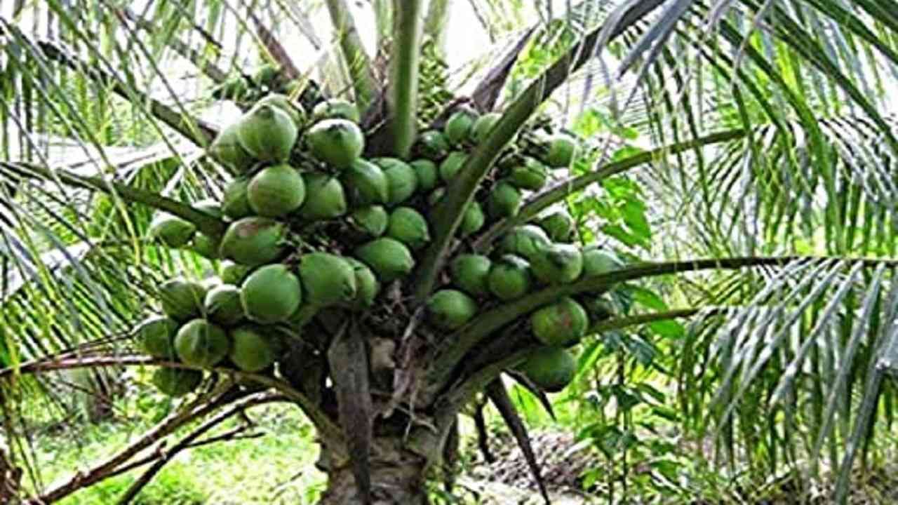 Coconut Farming : काय सांगता? मराठवाड्यातही नारळाच्या बागा, कृषी तज्ञांनी दिला शेतकऱ्यांना कानमंत्र..!