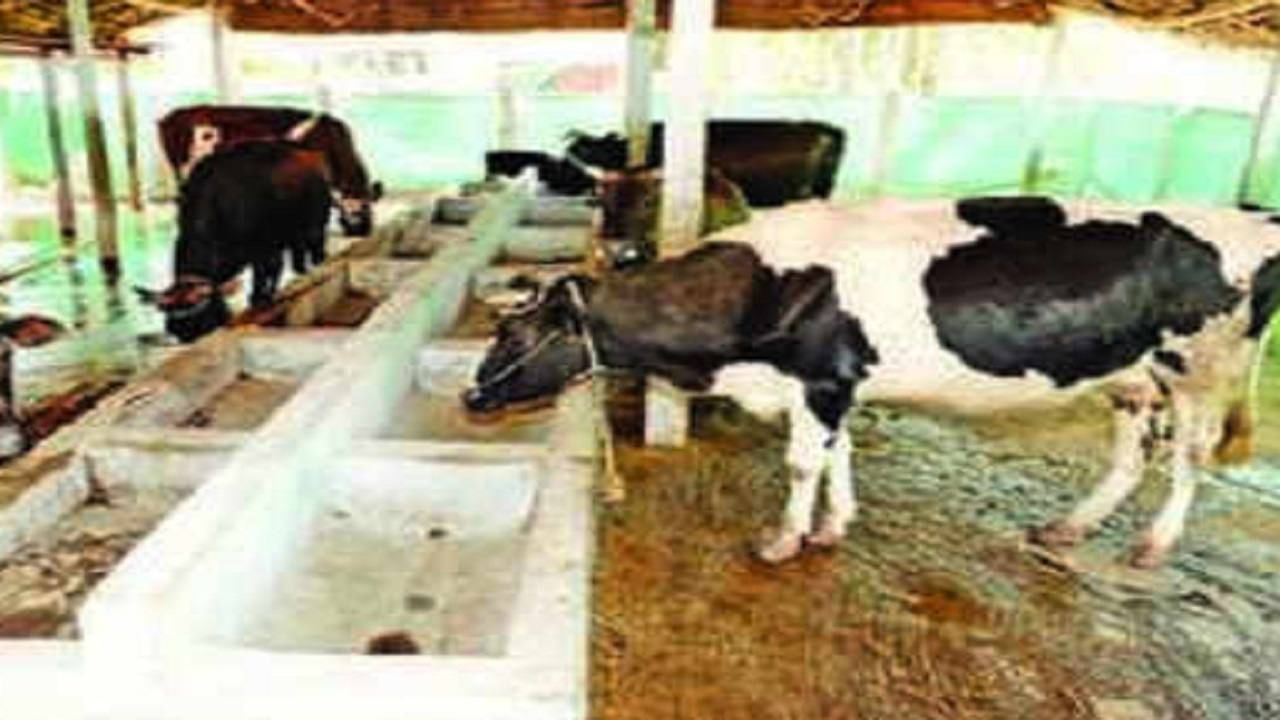 Animal Husbandry Business: शेती जोडव्यवसायाला सरकारचे पाठबळ, किसान क्रेडीट कार्डवरही Loan