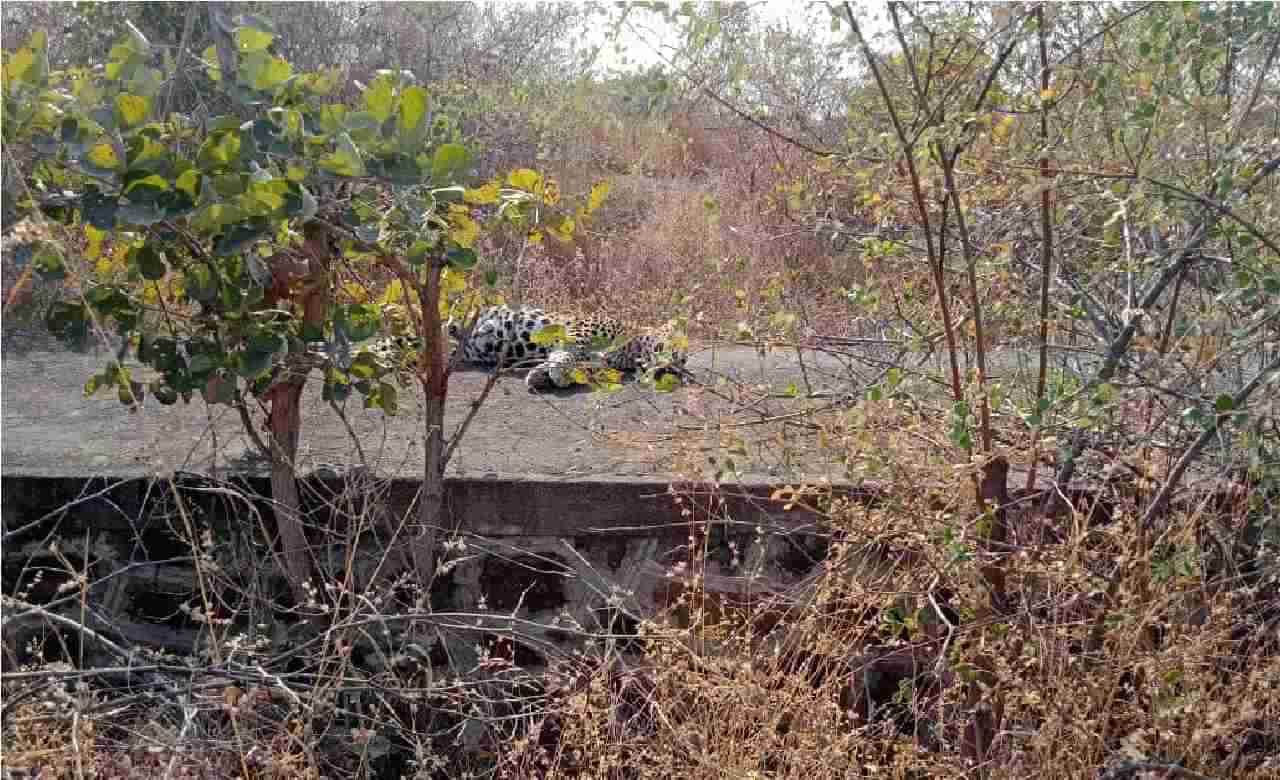 औरंगाबाद | सोयगावात बिबट्याचा तडफडून मृत्यू,  वेळेवर उपचाराअभावी जनावर दगावलं, स्थानिकांचा आरोप