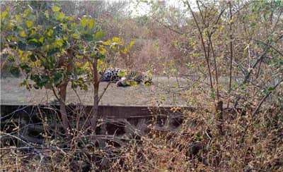 औरंगाबाद | सोयगावात बिबट्याचा तडफडून मृत्यू,  वेळेवर उपचाराअभावी जनावर दगावलं, स्थानिकांचा आरोप
