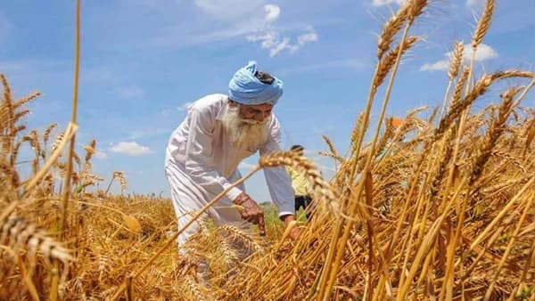 Russia Ukraine crisis : भारताला गव्हाची निर्यात वाढवण्याची संधी; देशात पुरेशा प्रमाणात साठा