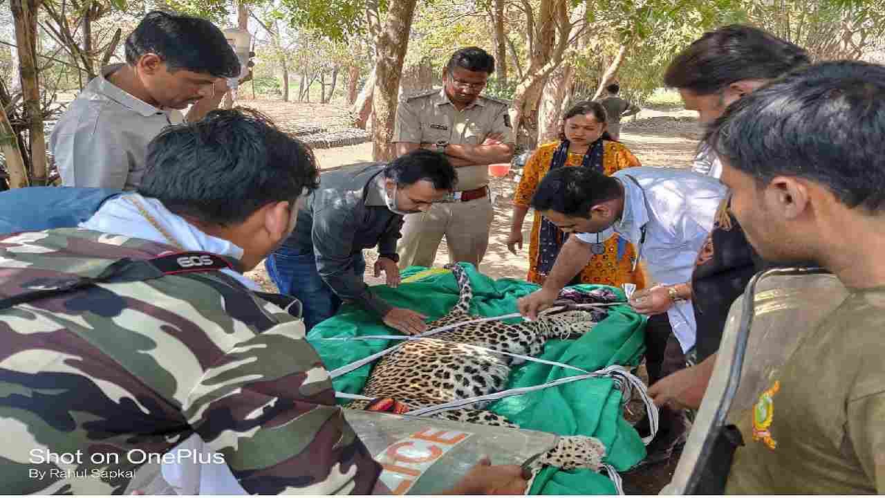 एकाचा मृत्यू, दुसऱ्याची मरणाशी झुंज, औरंगाबादमधील सोयगावात अस्वस्थता, वनविभागाची गुुप्तता कशासाठी?