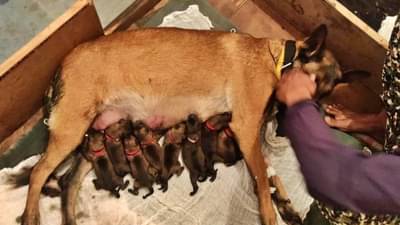 #Himveers : ITBPच्या ज्युलीचा आपल्या गोंडस पिल्लांसोबतचा हा Photo आणि Video होतोय Viral! तुम्ही पाहिला का?