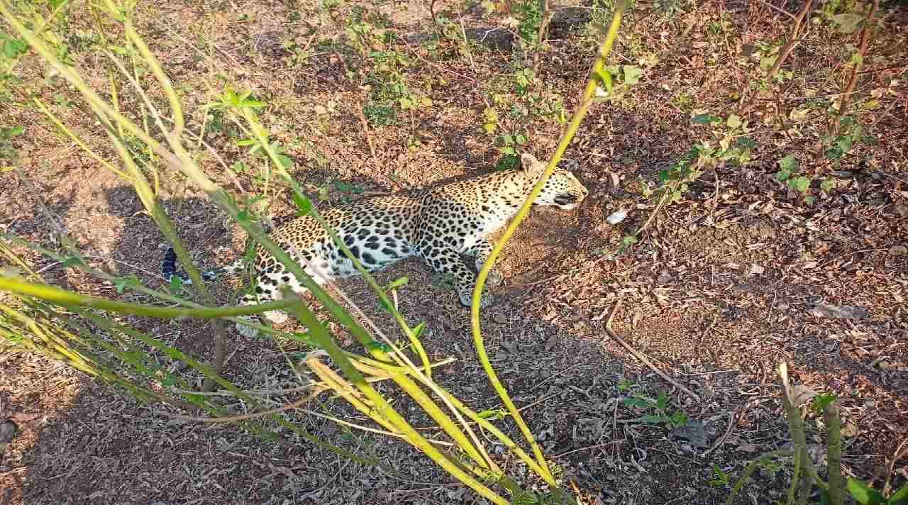 Aurangabad leopard