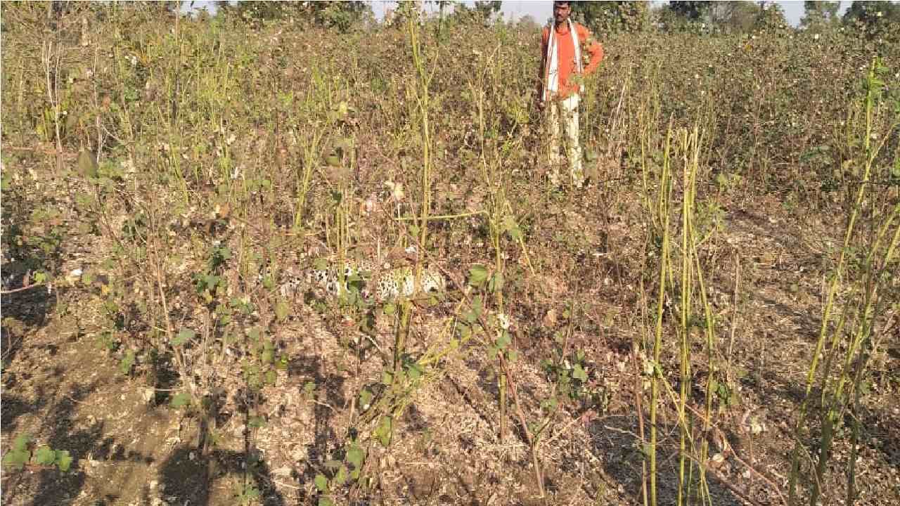 Aurangabad leopard