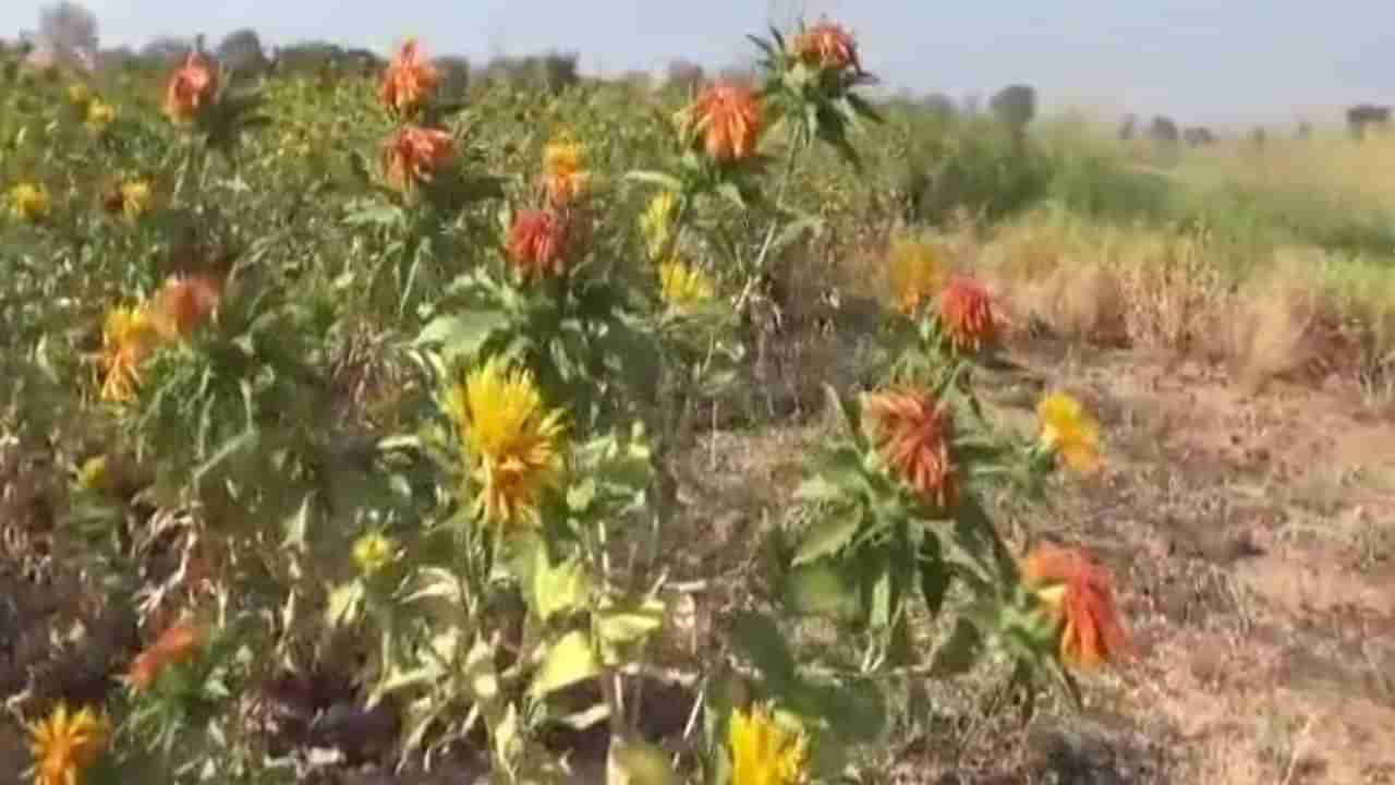 वाशीम जिल्ह्यातील करडई पीकाचे लागवड क्षेत्र वाढले, करडई पीकाचा आरोग्यासाठी काय आहे फायदा ?