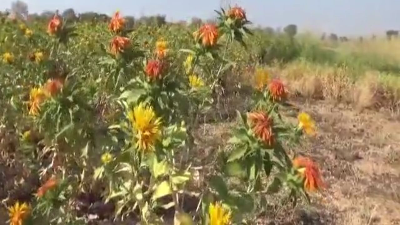 वाशीम जिल्ह्यातील करडई पीकाचे लागवड क्षेत्र वाढले, करडई पीकाचा आरोग्यासाठी काय आहे फायदा ?