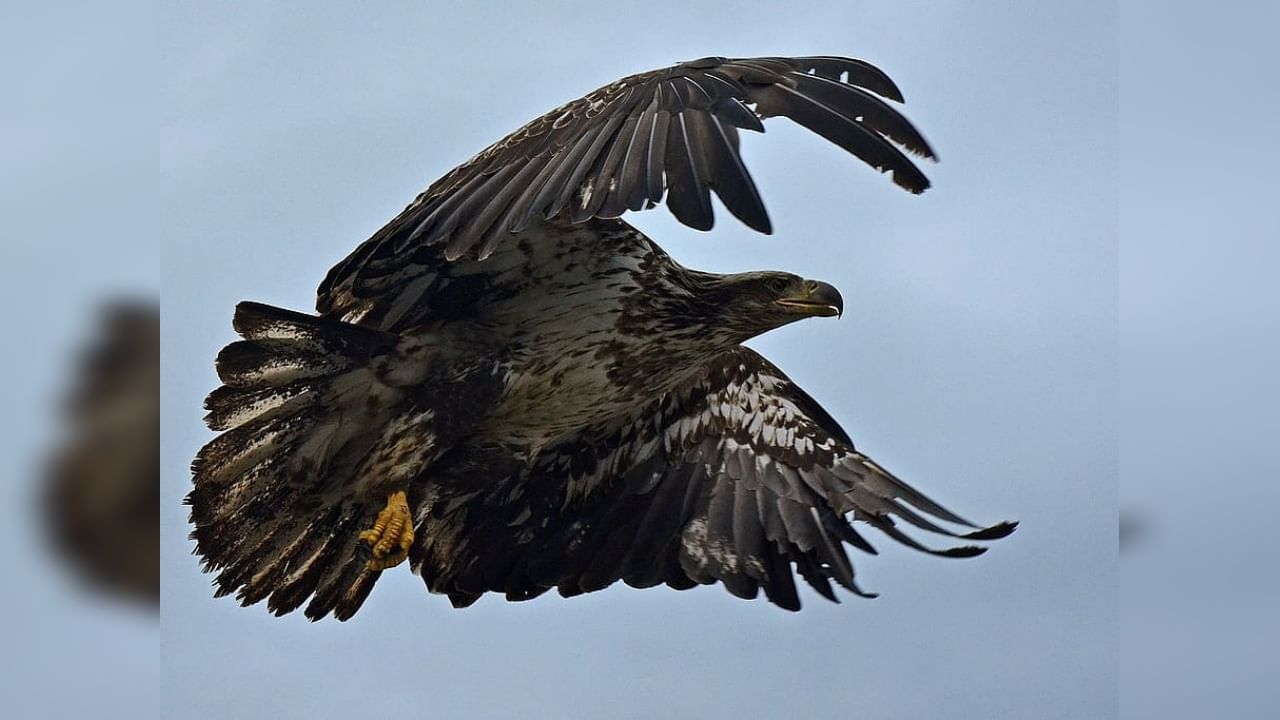 Eagle Attack Fox : Video पाहून यूझर्स म्हणतायत, पुतीन यांच्याबाबतीतही असंच होणार!