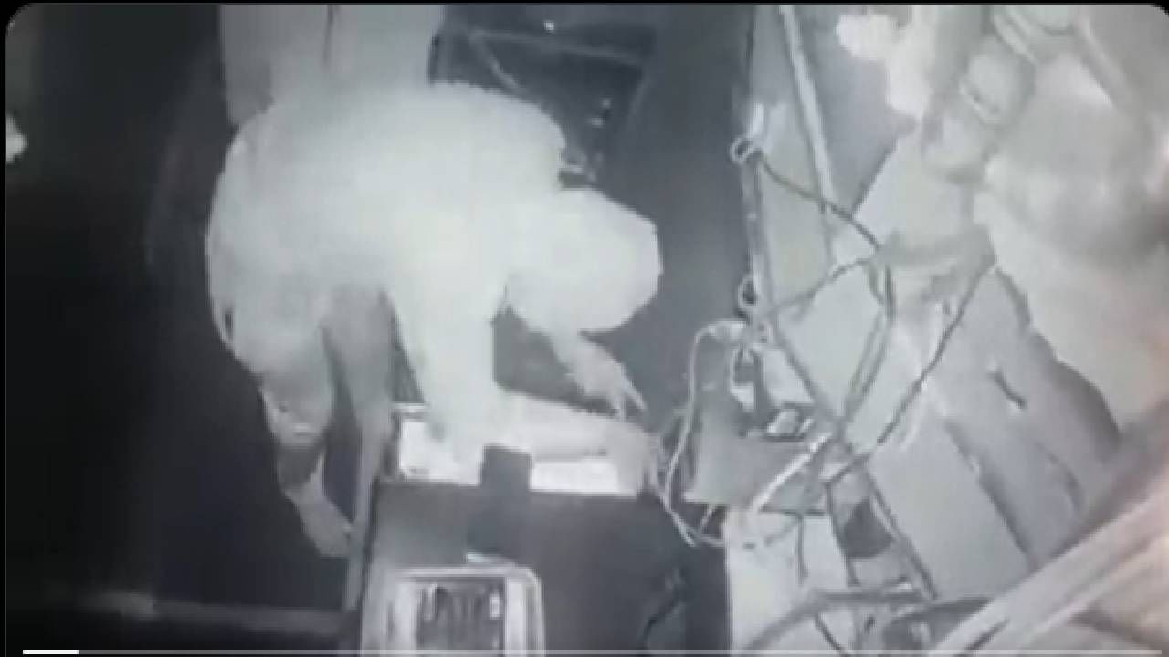 Video : पनवेलच्या वाघेज पावभाजी सेंटरमध्ये चोर, सीसीटीव्ही असतानाही कसा डल्ला मारला? पाहा