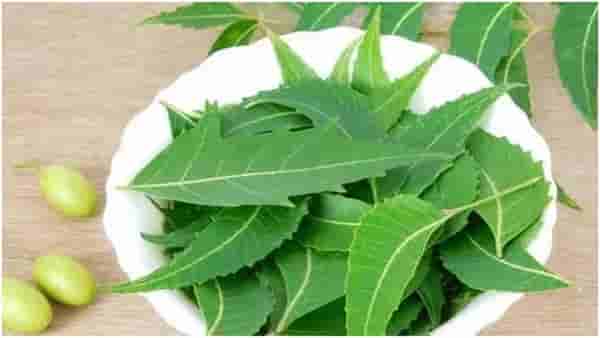 Beauty Care: चेहऱ्याची काळजी करताय? कडूलिंबासोबत या पदार्थांचा करा आवर्जून वापर, त्वचा नैसर्गिकरीत्या उजळून जाईल!