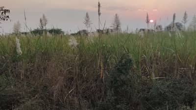 Sugar Factory : ऊसाचे गाळप रखडले, चिंता कशाला..! काय आहेत शेतकऱ्यांकडे पर्याय?