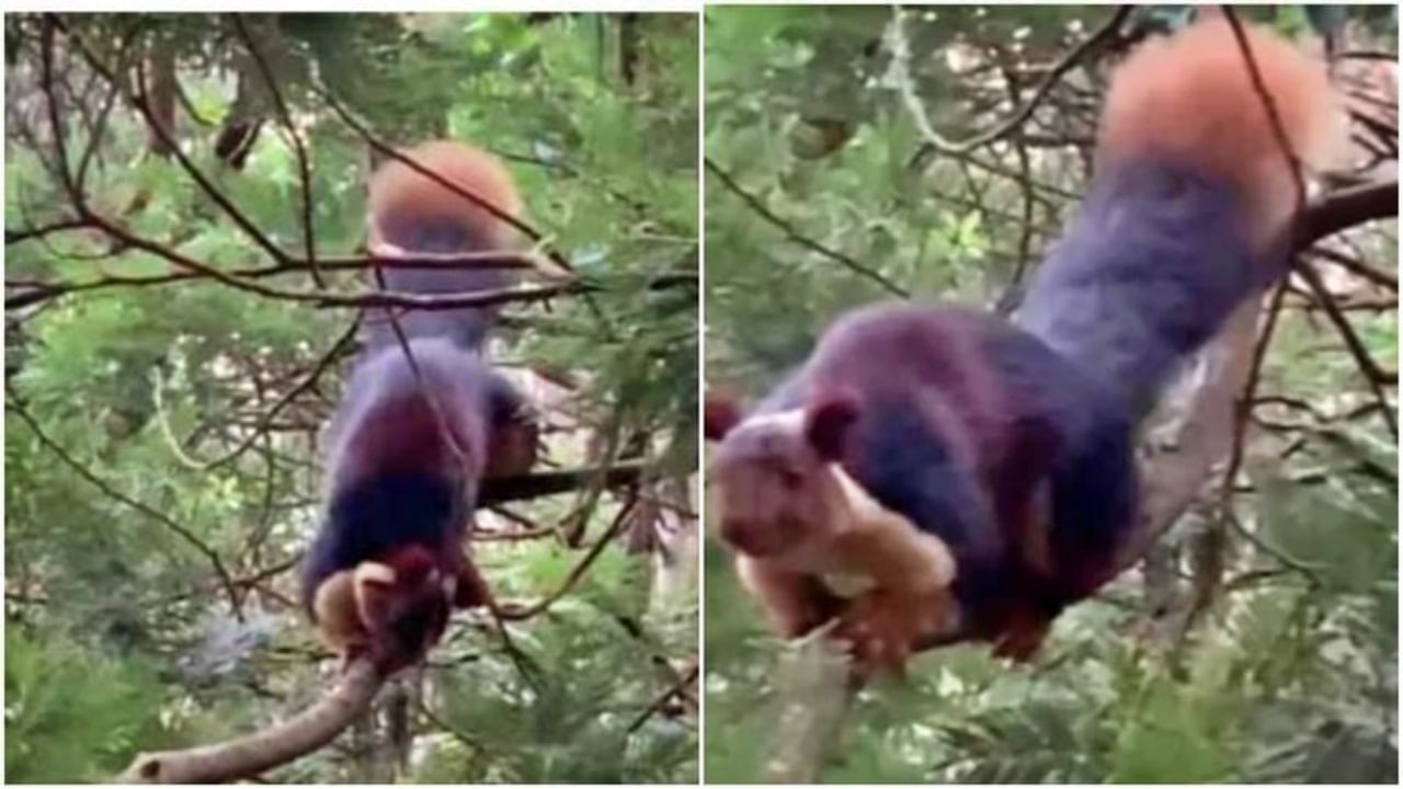 Video : Beautiful Look असलेला 'हा' पाहा जंगलातला अनोखा प्राणी, वेधून घेत आहे सर्वांचं लक्ष