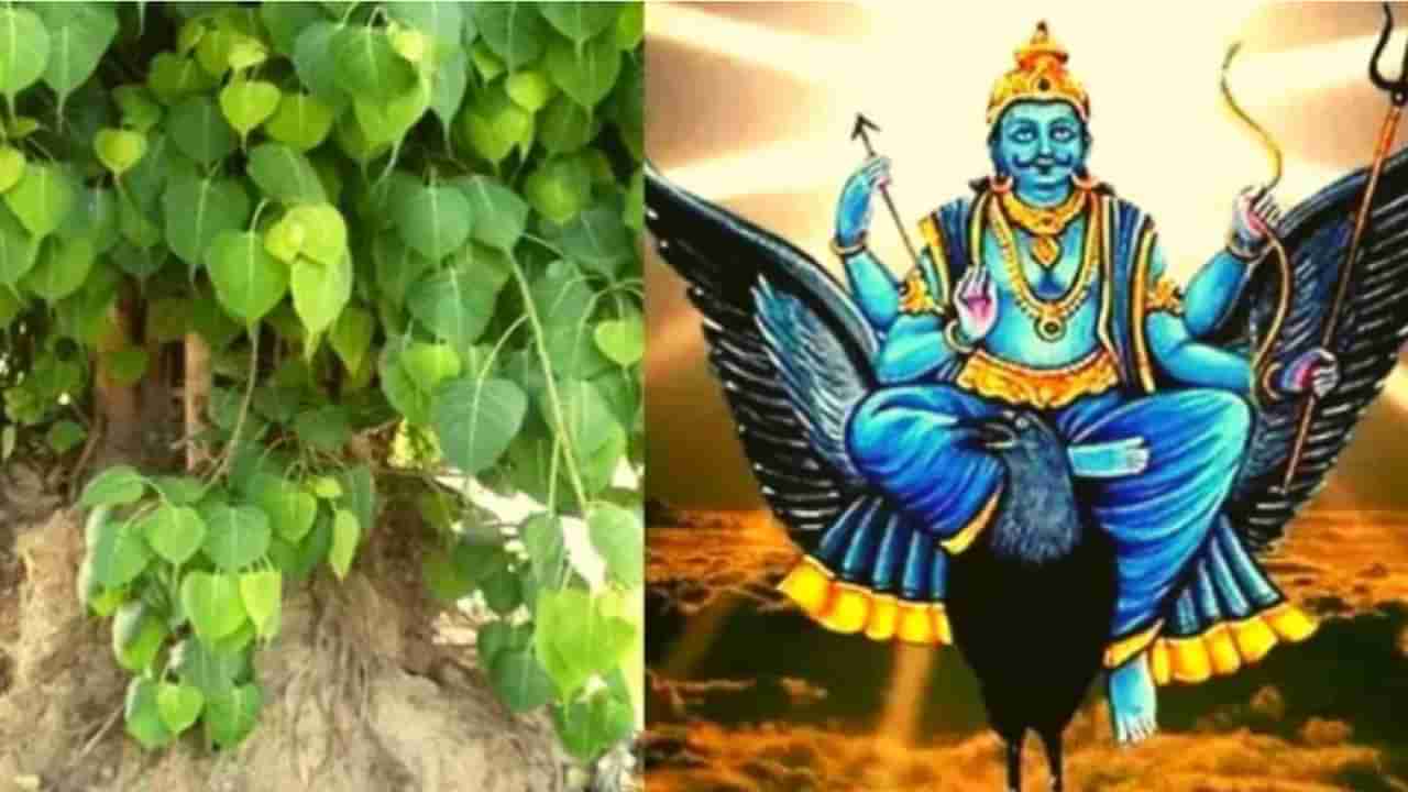 शनिवारी पिंपळाची पूजा केल्याने शनिदेव का प्रसन्न होतात, जाणून घ्या कथा!