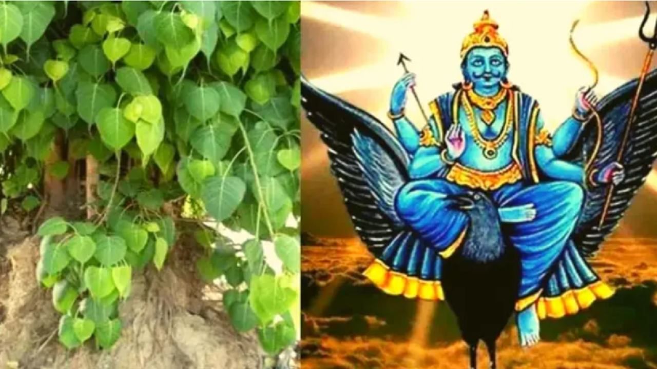 शनिवारी पिंपळाची पूजा केल्याने शनिदेव का प्रसन्न होतात, जाणून घ्या कथा! शनिवारी पिंपळाची पूजा केल्याने शनिदेव का प्रसन्न होतात, जाणून घ्या कथा!