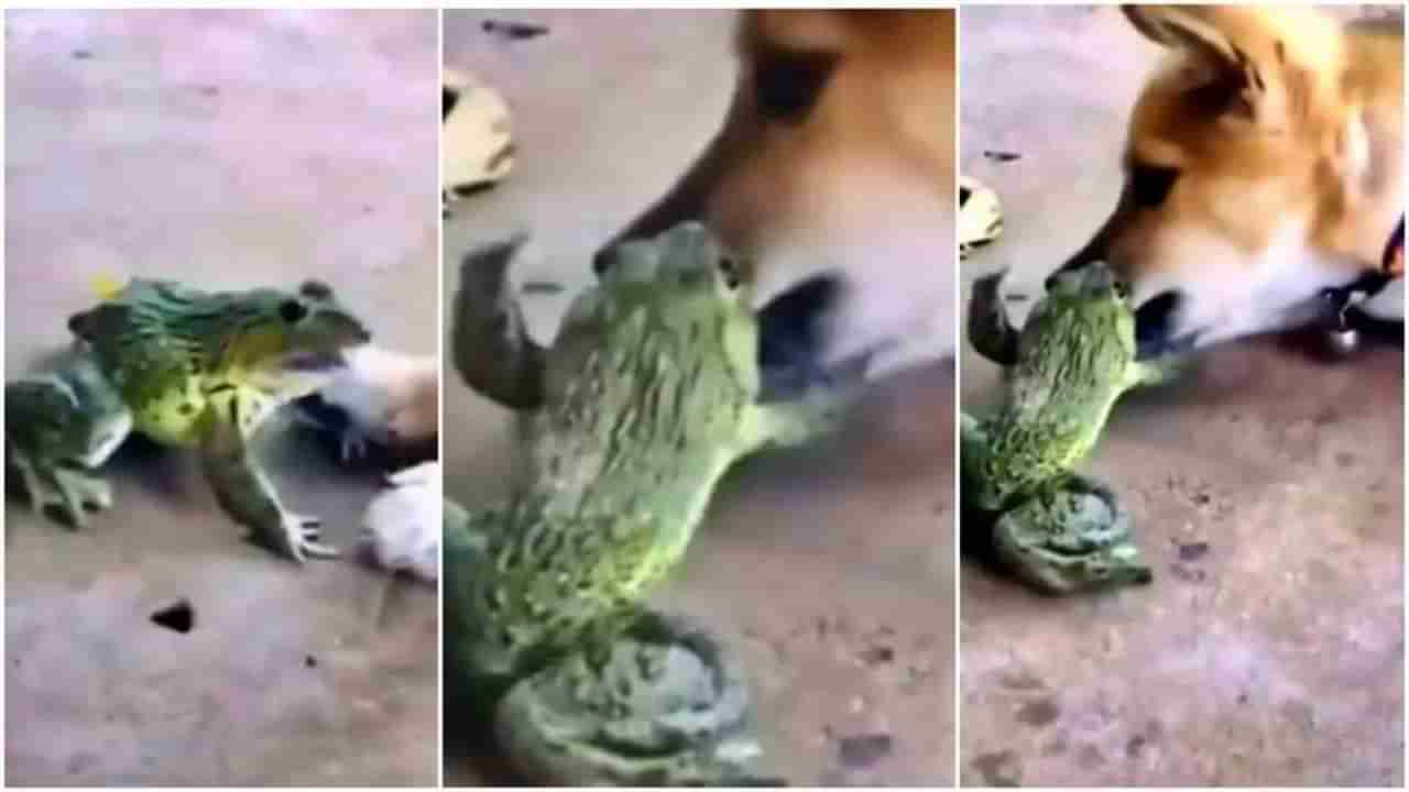 भांडणही हवं तर असं..! Viral होतोय हा Frog Dog funny video; यूझर्स म्हणतायत, असा आत्मविश्वास हवा!
