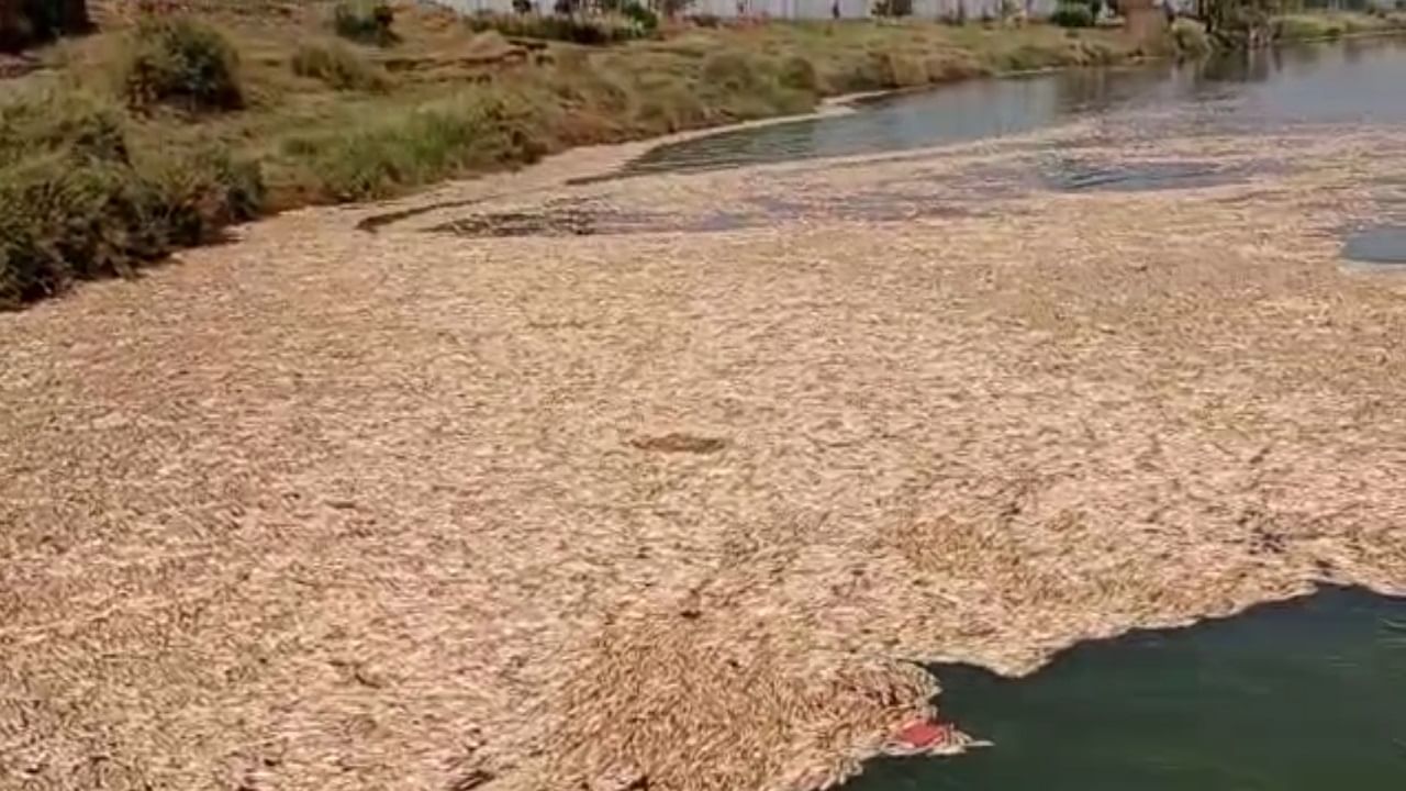 आठवड्यापुर्वी आदित्य ठाकरेंची कोल्हापुरात प्रदूषणाबाबत बैठक, पंचगंगा नदी पात्रात पुन्हा मृत माशांचा खच; प्रदूषणाचा प्रश्न पुन्हा ऐरणीवर