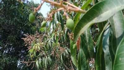 Mango : उन्हाळ्यात नव्हे तर पावसाळ्याच्या तोंडावर चाखा आता केसरची चव, कशामुळे ओढावली परस्थिती?