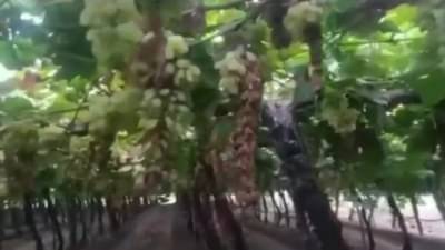 दुष्काळात तेरावा : ग्रीन गोल्डने ग्रेप डॅमेज, 500 टन द्राक्ष मातीमोल..! नेमका काय प्रकार? वाचा सविस्तर