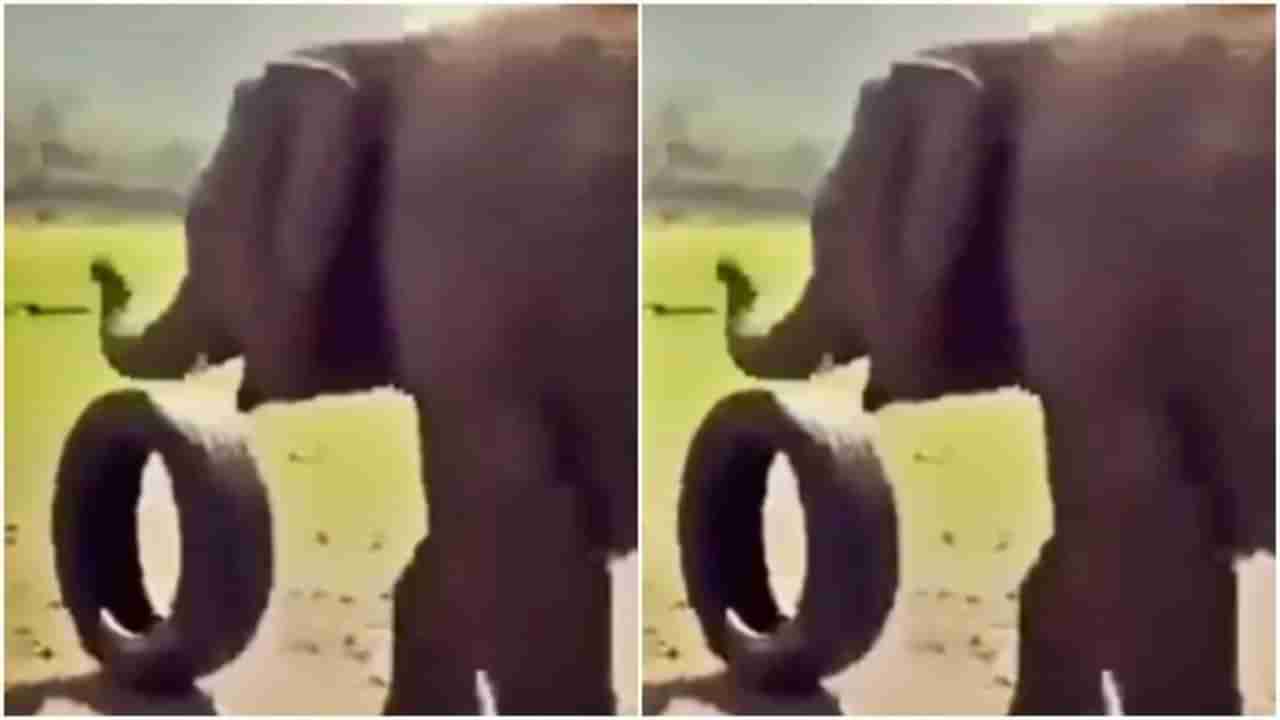 Elephant video viral : हे गजराज आपल्याला थेट लहानपणीच्या विश्वात घेऊन जातील
