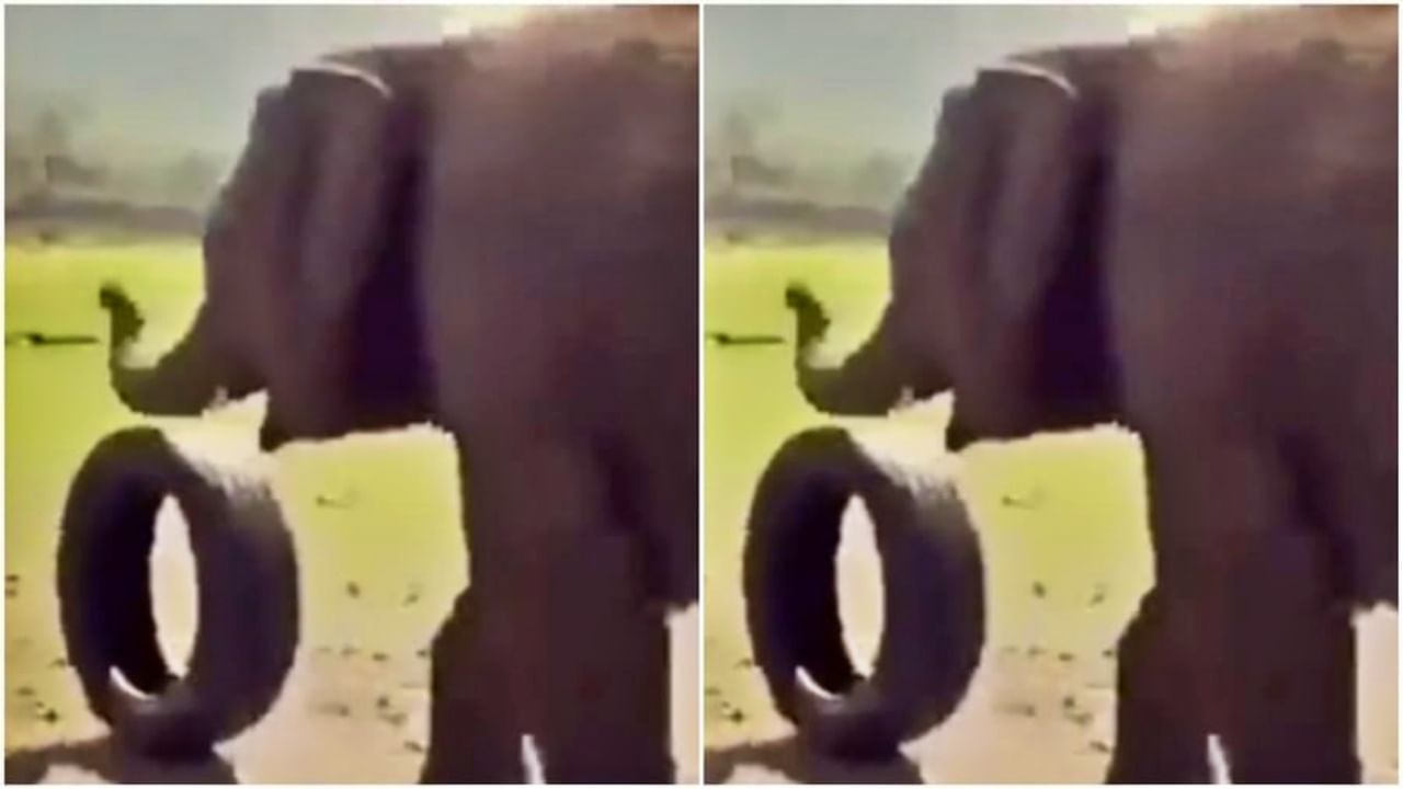 Elephant video viral : 'हे' गजराज आपल्याला थेट लहानपणीच्या विश्वात घेऊन जातील