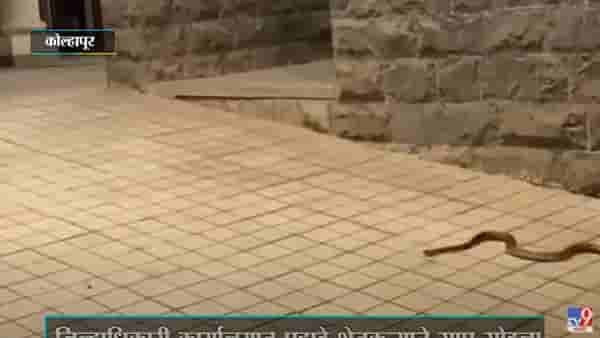शिरोळ जिल्हाधिकारी कार्यालयातच शेतकऱ्याने साप सोडला
