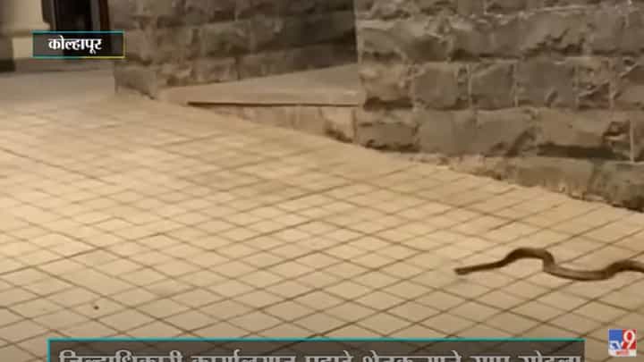 शिरोळ जिल्हाधिकारी कार्यालयातच शेतकऱ्याने साप सोडला शिरोळ जिल्हाधिकारी कार्यालयातच शेतकऱ्याने साप सोडला