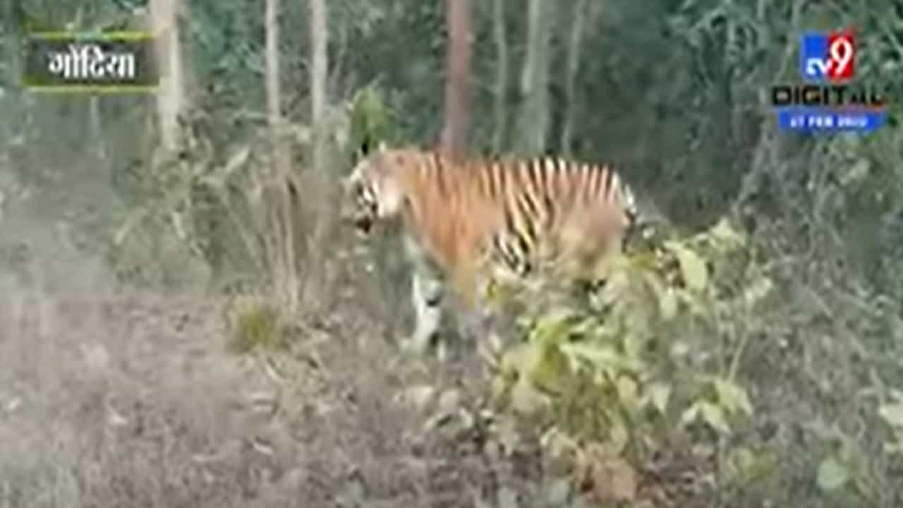 Gondia | नवेगाव नागझिरा व्याघ्रप्रकल्पात वाघाचे दर्शन, व्हिडिओ व्हायरल