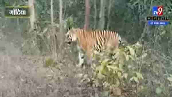 Gondia | नवेगाव नागझिरा व्याघ्रप्रकल्पात वाघाचे दर्शन, व्हिडिओ व्हायरल