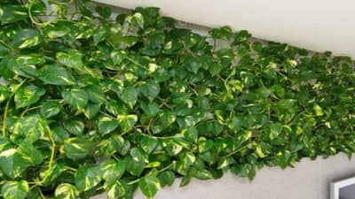 Vastu Tips | मनी प्लांट लावताना या गोष्टी लक्षात ठेवा, नाहीतर नुकसान झालेच म्हणून समजा