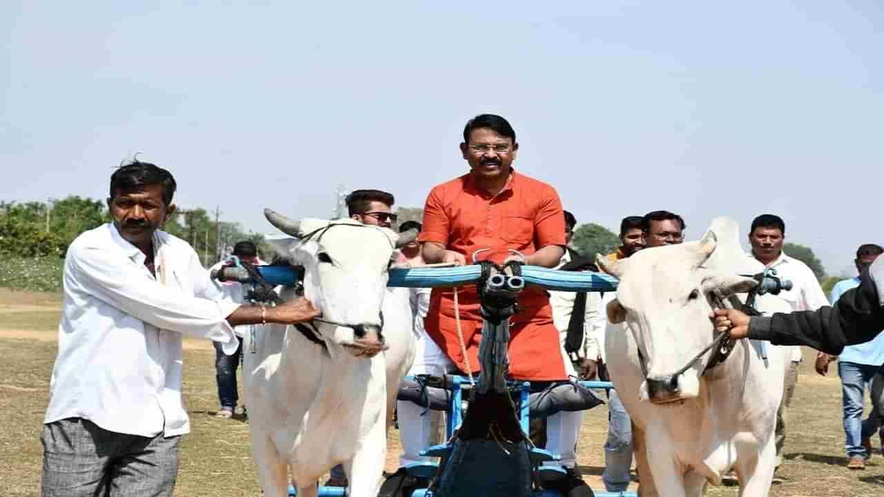 Video - भंडाऱ्याचे खासदार सुनील मेंढे बनले कातकर! पिंपळगावच्या शंकरपटात हाकलला शेकडा