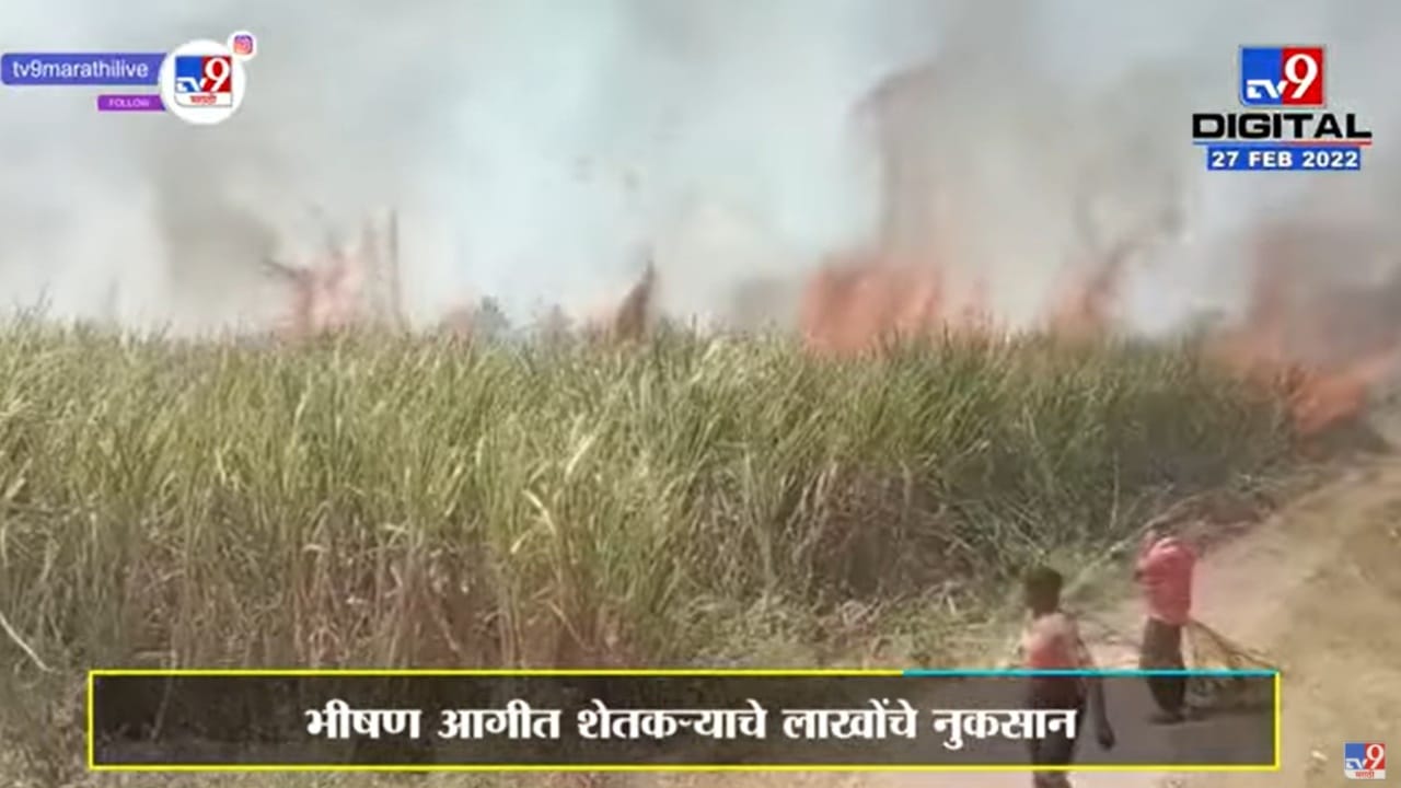 Sugarcane Fire | पंढरपूरच्या Khardi येथे ऊसाच्या फडाला आग, लाखोंचे नुकसान Sugarcane Fire | पंढरपूरच्या Khardi येथे ऊसाच्या फडाला आग, लाखोंचे नुकसान