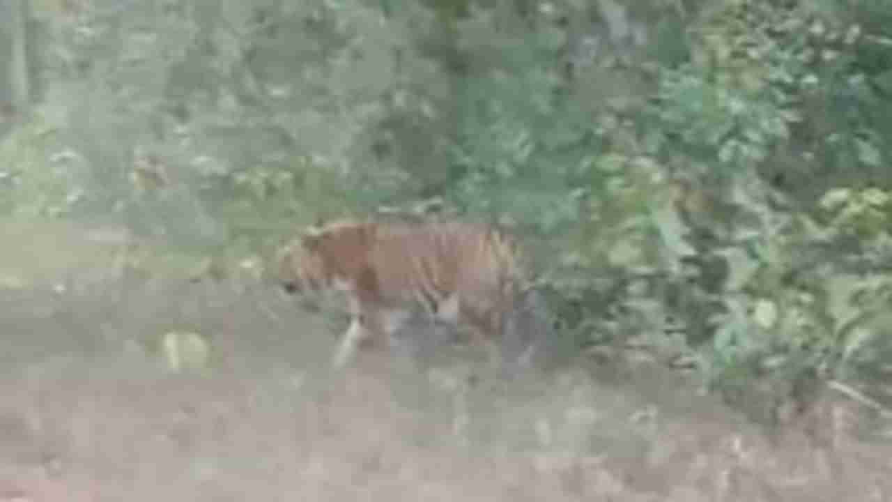 Video | नवेगाव-नागझिरा परिसरात वाघाचे दर्शन, गोंदियात ऐटीत चालणारा वाघोबा व्हिडीओत! पर्यटकांमध्ये संचारला उत्साह