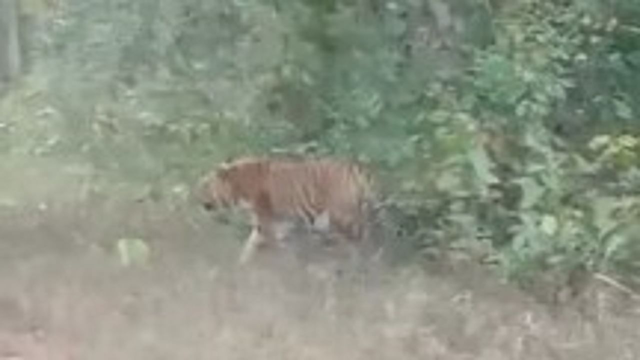 Video | नवेगाव-नागझिरा परिसरात वाघाचे दर्शन, गोंदियात ऐटीत चालणारा वाघोबा व्हिडीओत! पर्यटकांमध्ये संचारला उत्साह Video | नवेगाव-नागझिरा परिसरात वाघाचे दर्शन, गोंदियात ऐटीत चालणारा वाघोबा व्हिडीओत! पर्यटकांमध्ये संचारला उत्साह
