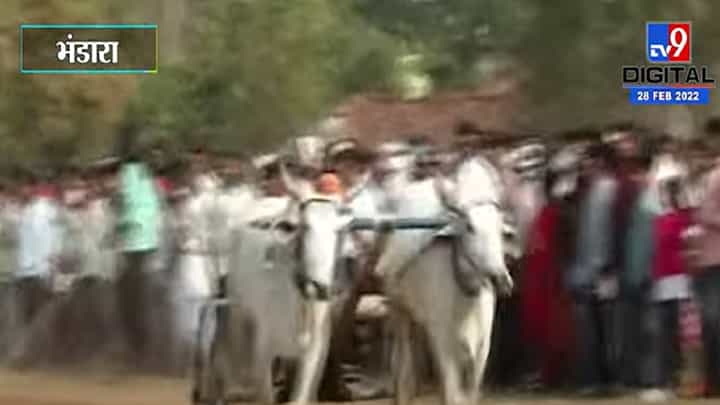 पिंपळगावमध्ये बंदीनंतर पहिल्यांदाच बैलगाडा शर्यतीचे आयोजन पिंपळगावमध्ये बंदीनंतर पहिल्यांदाच बैलगाडा शर्यतीचे आयोजन