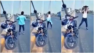 …जेव्हा शेळीला राग येतो..! पाहा शेळी आणि मोर यांच्यात झाली लढाई, Video viral