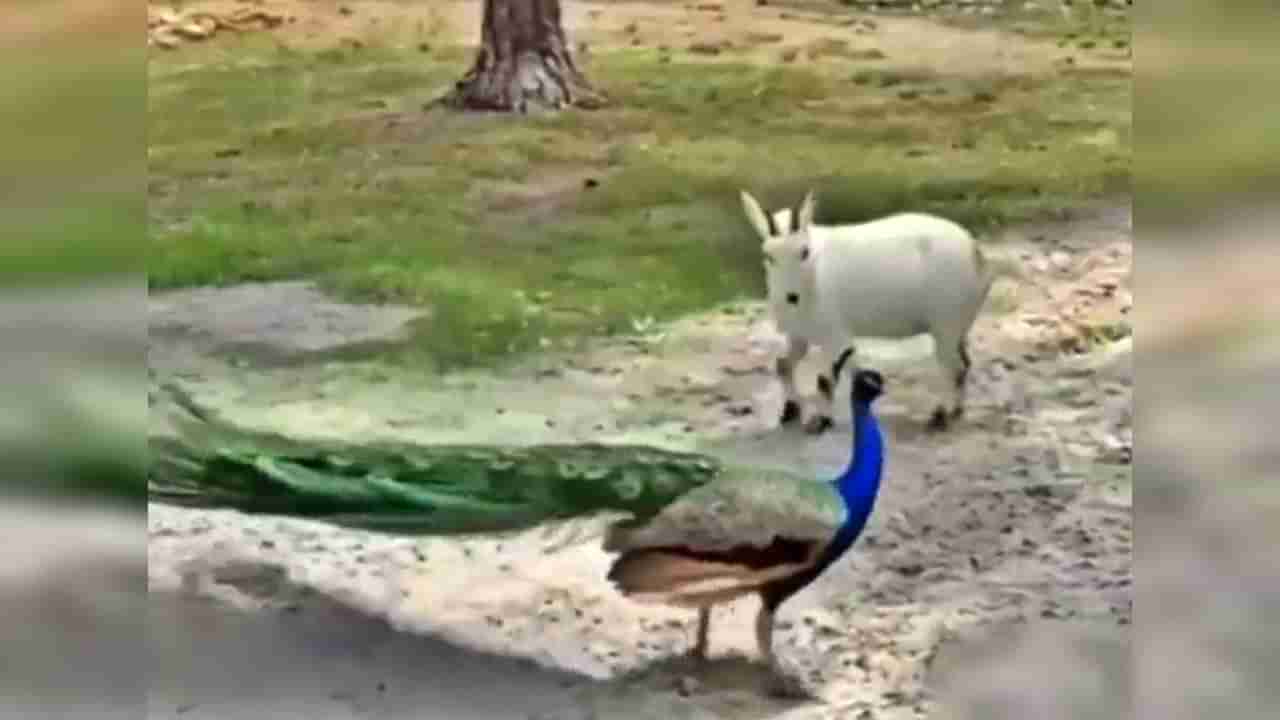 ...जेव्हा शेळीला राग येतो..! पाहा शेळी आणि मोर यांच्यात झाली लढाई, Video viral