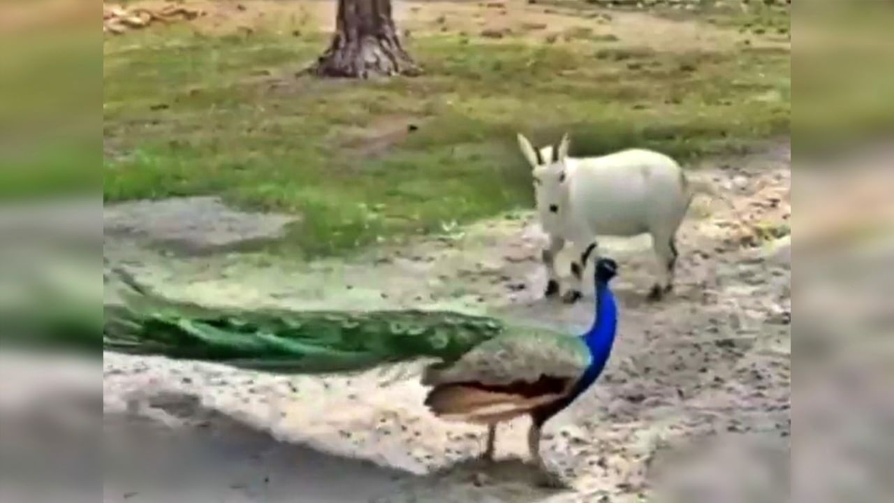 ...जेव्हा शेळीला राग येतो..! पाहा शेळी आणि मोर यांच्यात झाली लढाई, Video viral