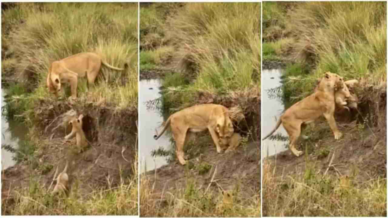 खड्ड्यात पडलेल्या आपल्या शावकांना असं वाचवते सिंहिण, Video viral