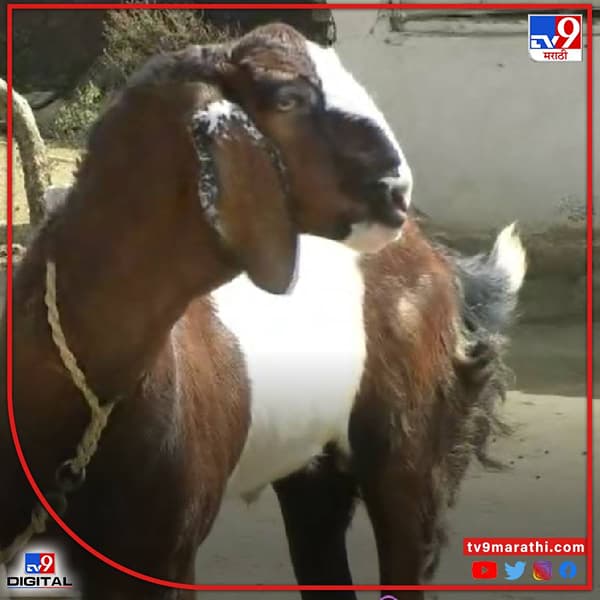 साकोली तालुक्यातील चांदोरी या गावी तब्बल दीडशे किलो वजनाचा पुष्पा बोकड असल्याचा दावा मालकाने केलाय.