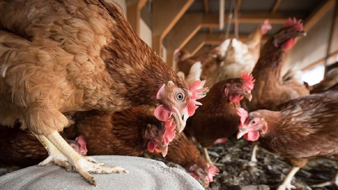 Poultry : पोल्ट्री फार्मर्सचे थेट पंतप्रधान मोदींनाच पत्र..! पत्रास कारण की,