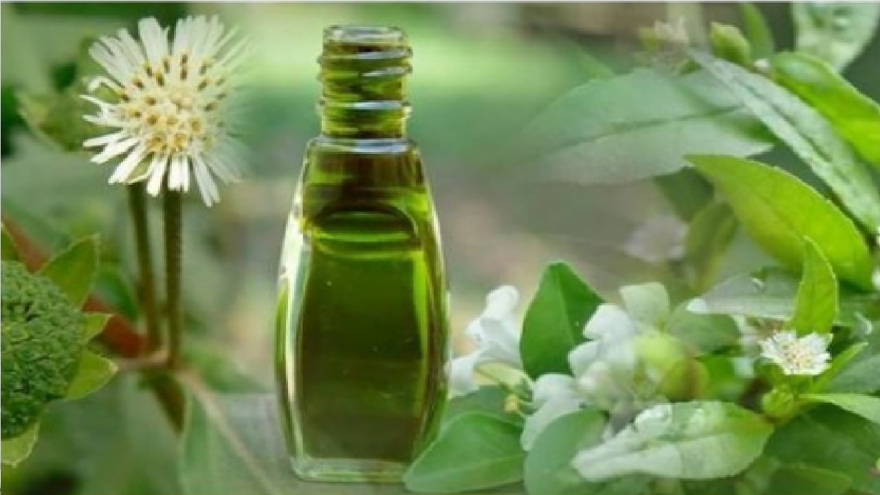 Bhringraj Hair Oil : केसांच्या अनेक समस्या दूर करण्यासाठी लाभदायी ठरते घरी बनवलेले भृंगराज तेल, एकदा अवश्य करा वापर!