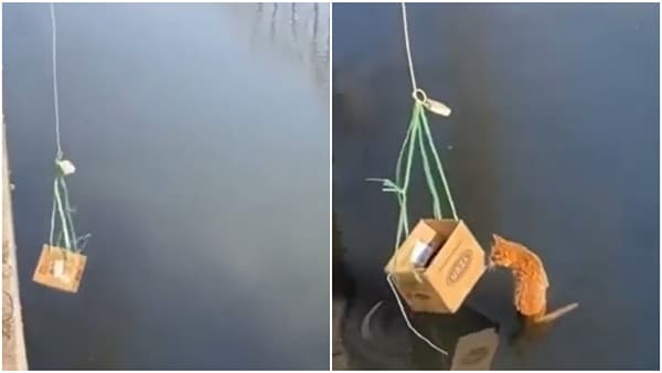 Cat cute video : पाण्यात पडलेल्या मांजरीला वाचवलं; पाहा, काय Jugaad केलं?