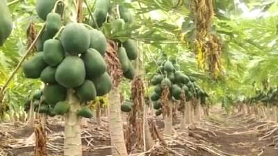 ठरलं तर मग, व्यापारी अन् शेतकऱ्यांच्या बैठकीत पपई दराचा निर्णय, टिकणार की मोडणार..!