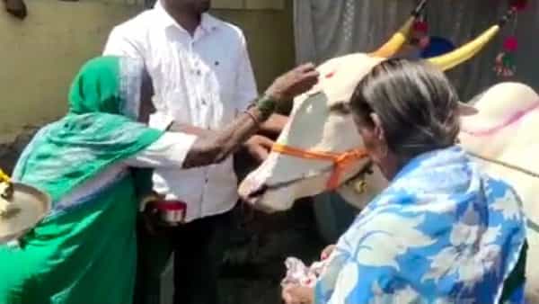 महाशिवरात्रीचे मुहूर्त : मंगळवारी महाशिवराञी दिवशीच गावात या गायीच्या डोहाळे जेवणाचा कार्यक्रम संपन्न झाला. यासाठी गावातील अनेक महिला व अबालवृद्धांनी गर्दी केली होती. अगदी महिलांचा जसा डोहाळे जेवणाचा कार्यक्रम होतो तसा संपूर्ण साज याठिकाणी करण्यात आला होता. हारुगडे कुटुंबीय हे अध्यात्मिक असल्याने सुरुवातीला भजनही ठेवण्यात आले होते.