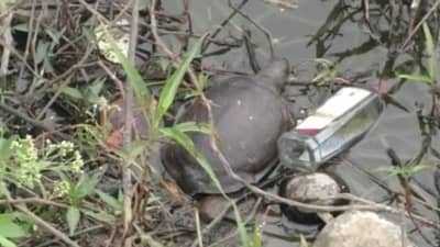 कल्याणच्या गौरीपाडा तलावातील कासवांचा मृत्यू बॅक्टेरियल इन्फेक्शनमुळे; कासवांच्या संवर्धनावर प्रश्नचिन्हं