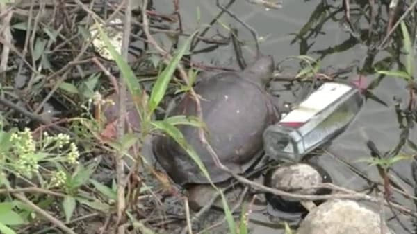 कल्याणच्या गौरीपाडा तलावातील कासवांचा मृत्यू बॅक्टेरियल इन्फेक्शनमुळे; कासवांच्या संवर्धनावर प्रश्नचिन्हं